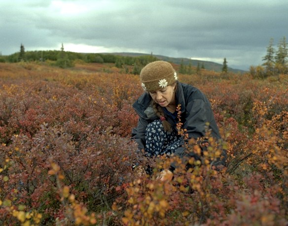 Picking blueberries at Wonder Lake, Denali Park, Alaska, September 2002.