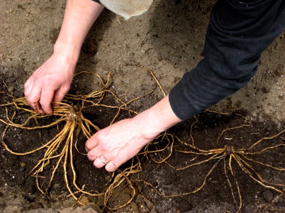 Andy spreads the tentacle-like crowns over a hill of rich compost.