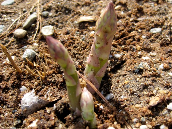 Mmmmm... to eat or not to eat?