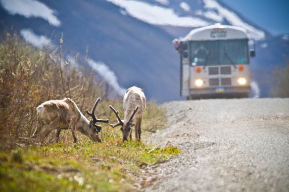 Caribou near the road between Toklat and Polychrome Pass.