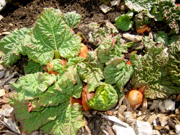 My Rhubarb in April My Rhubarb in April
