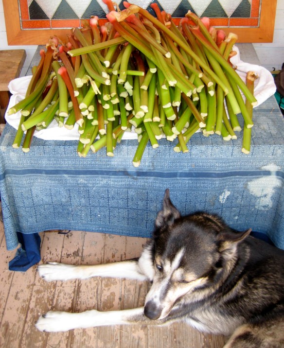 Abundant Rhubarb Harvest