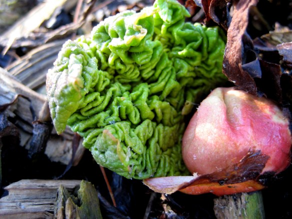 Emerging Rhubarb Leaves