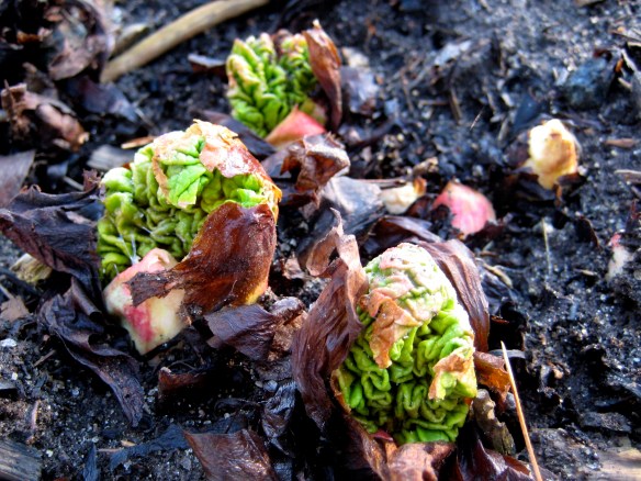 Rhubarb Budding Out