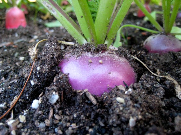 French Breakfast Radishes