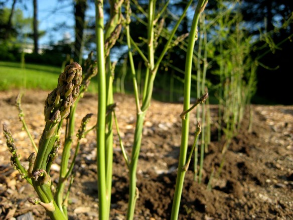 Asparagus just past prime picking